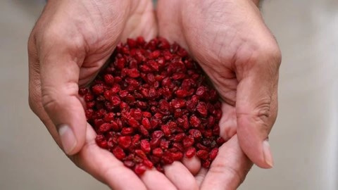 قیمت خرید زرشک قائنات مشهد با فروش عمده
